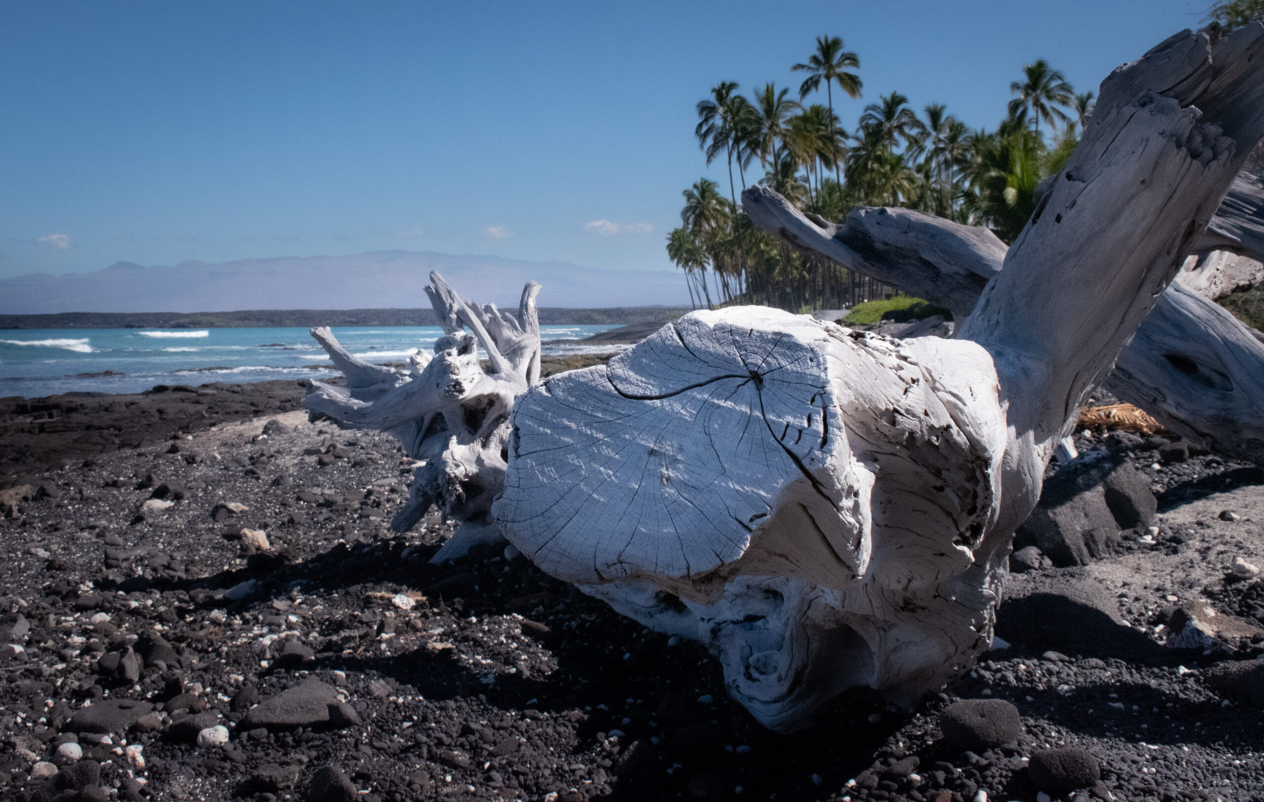 Beautiful tree on Kona lava rock beach perfect location for a Hawaii elopement picnic