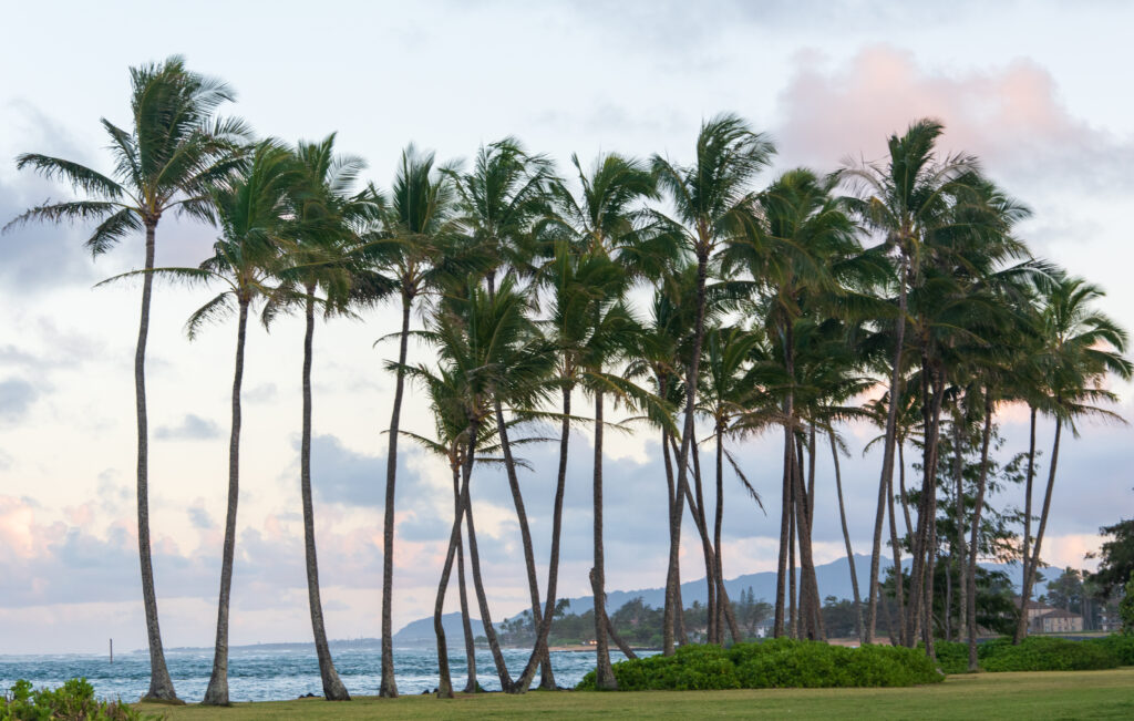 Palm tree lined beach on Kauai, perfect for elopement