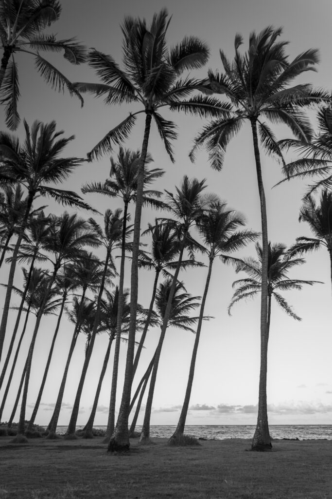 Palm trees on the beach in Kona, Hawaii