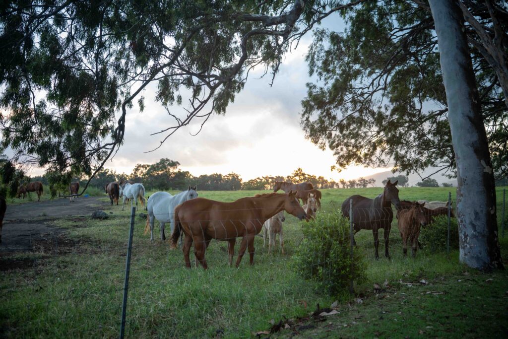 Mares and foals in the pasture near a Parker Ranch wedding